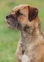 Étalon Border Terrier - CH. sub terram Hell's look