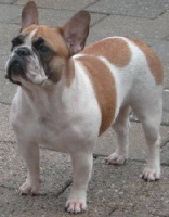 Étalon Bouledogue français - Delia of innocent lowlanders