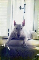 Étalon Bull Terrier - New white spirit De terre drue de gunreff