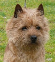 Étalon Cairn Terrier - Boomerang de La Tonnelle aux Orchidées