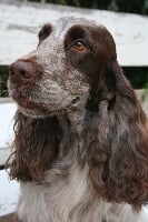 Étalon Cocker Spaniel Anglais - Ventura de Vaccarès
