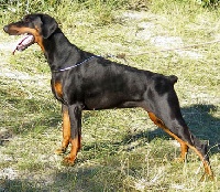 Étalon Dobermann - CH. Dantelady van't Duinezicht