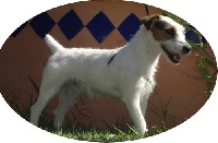 Étalon Jack Russell Terrier - Chiffon de la Clairiere aux Cerfs