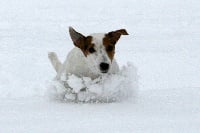 Étalon Parson Russell Terrier - Unique De la forge saint eloi