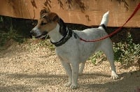 Étalon Parson Russell Terrier - Apis (Sans Affixe)