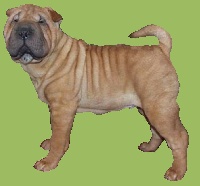 Étalon Shar Pei - golding question on FAITH