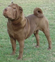 Étalon Shar Pei - CH. Heritage Choco cabana