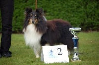 Étalon Shetland Sheepdog - Vicky le noir de L'Estérazur du Lac