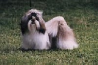 Étalon Shih Tzu - X'chicago From Audrey's Paradise