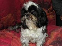 Étalon Shih Tzu - Blacky but sexy de l'Orange manege