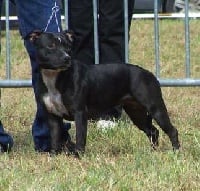 Étalon Staffordshire Bull Terrier - Betty boop des dobs de la Loube