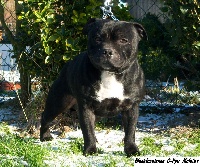 Étalon Staffordshire Bull Terrier - Black Insolence C-fyu molotov