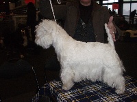 Étalon West Highland White Terrier - des Kopelly C' un delice