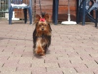 Étalon Yorkshire Terrier - Charme fou De la vierge doree