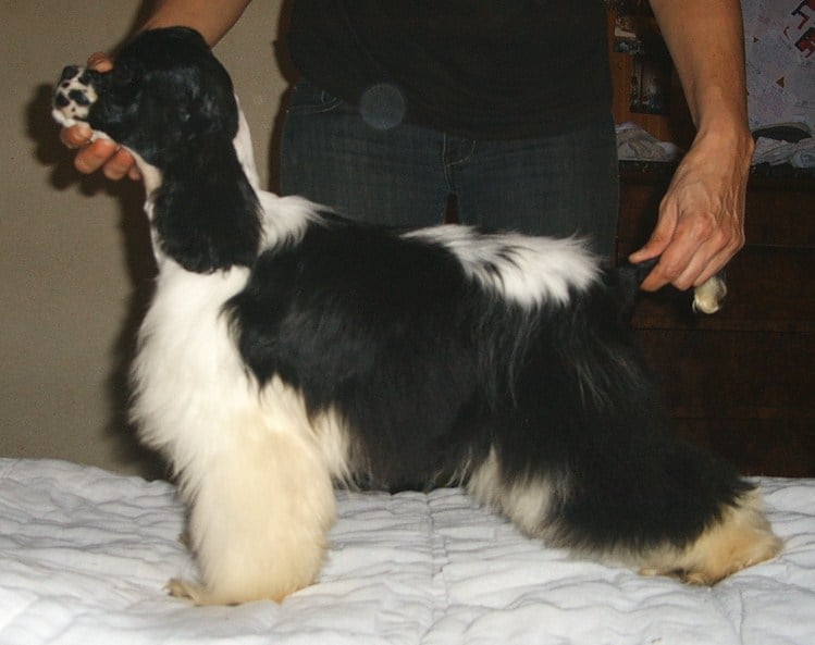 Diam's black and white Du val de miège