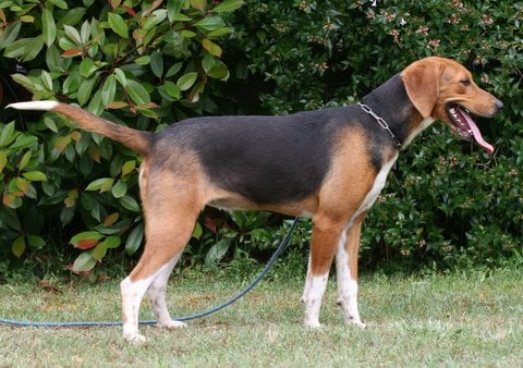 Publication : du Val D'Ambronne Auteur : canet