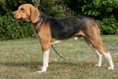 Publication : du Val D'Ambronne Auteur : canet