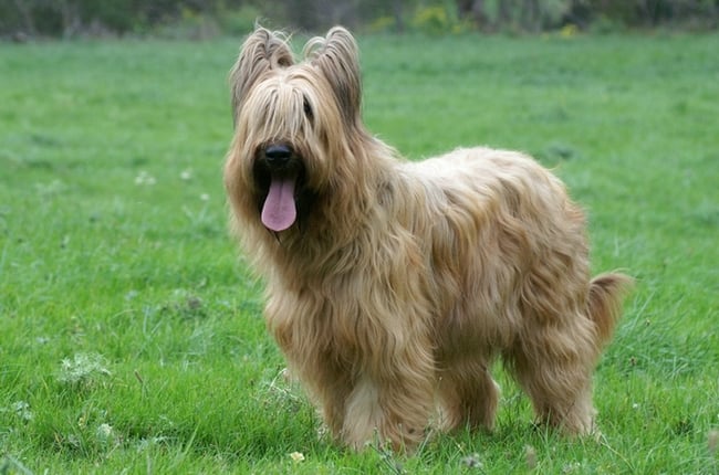 Tilleul des monts d'en crouzille