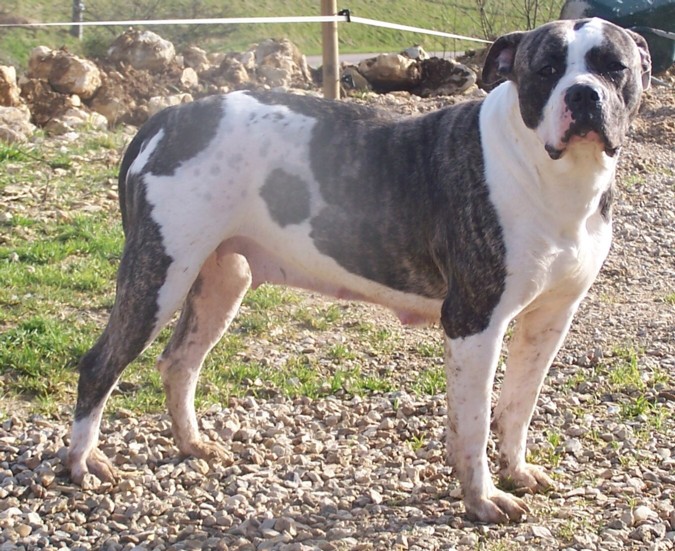 Vulcane des Loups D'Aphrodite