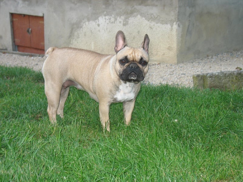 Publication : de belle gueule d'amour