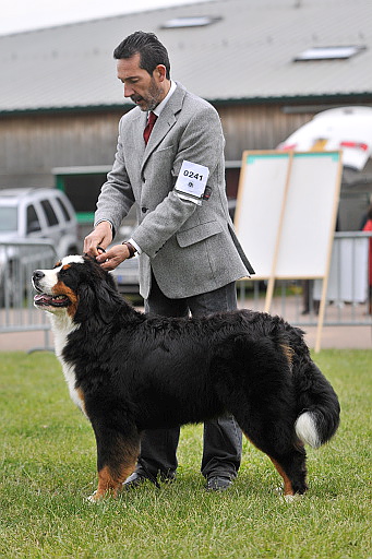 Copie rignt du Haras de la Vergne