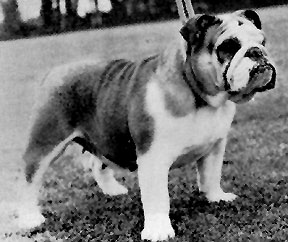 CH. Lady luana of brumigum