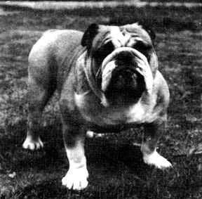 CH. Aldridge Advent gold