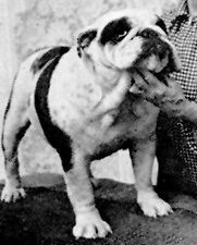 CH. jackath Stargazer