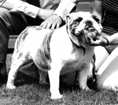 CH. Jackath silver moonlight Of wencar