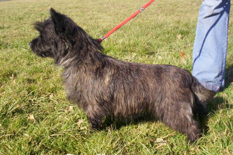 Ckiara des bergers flamboyants