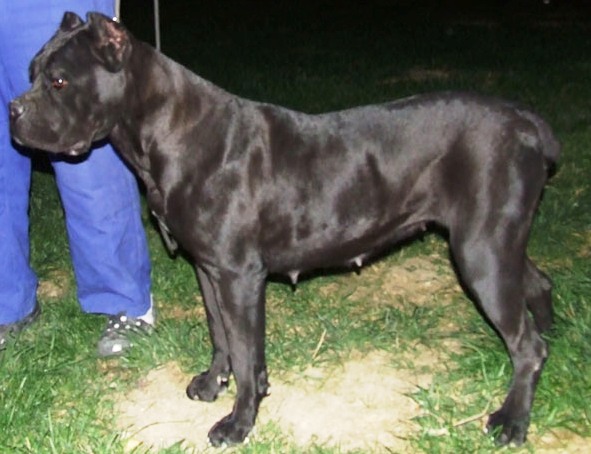 Publication : della nevaia 