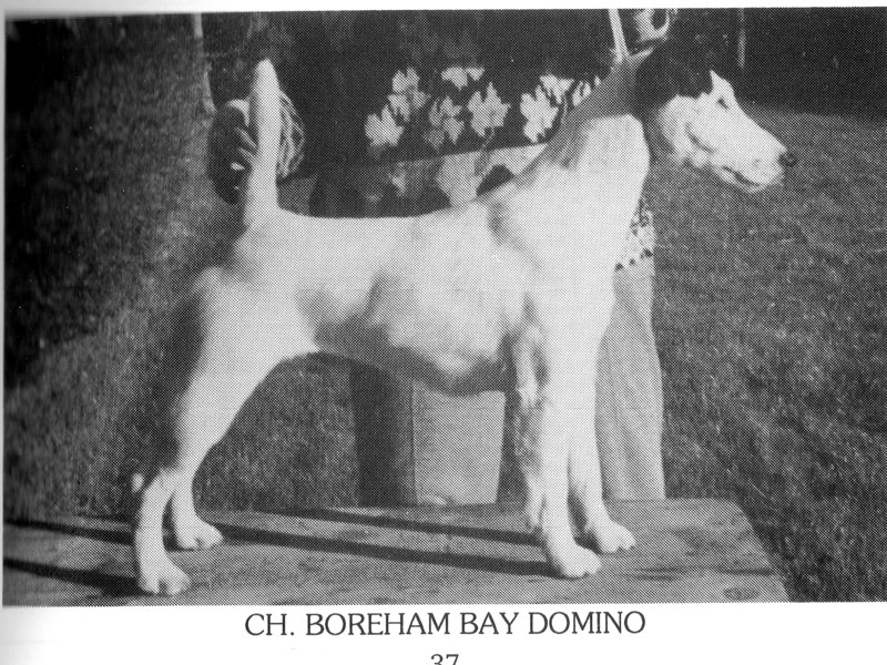 CH. Boreham Bay domino