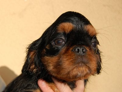 Publication : de las Fuentes del Narcea