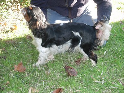 Publication : de las Fuentes del Narcea 