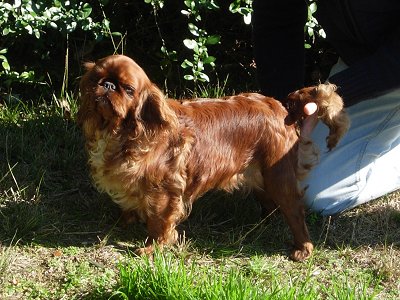 Publication : de las Fuentes del Narcea 