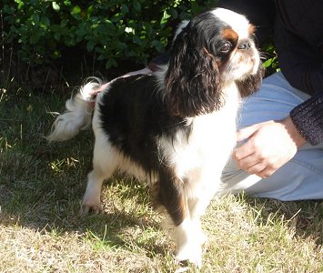 Publication : de las Fuentes del Narcea 