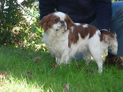 Publication : de las Fuentes del Narcea