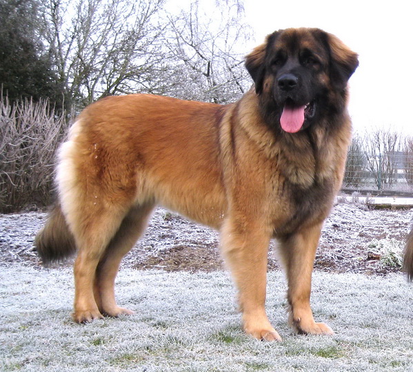 Publication : du Lion Débonnaire Auteur : Lion Débonnaire