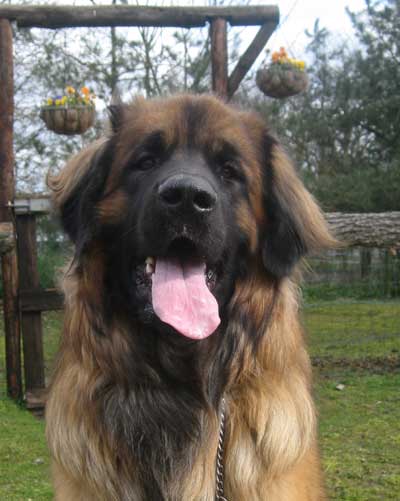 Publication : of Usquebaugh Auteur : M. Morsch-Weijzig