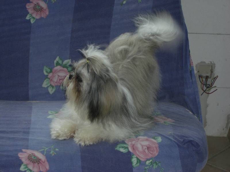 Chiara du Haras de la Vergne