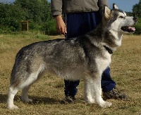 Étalon Alaskan Malamute - CH. A fine romance of selawik river