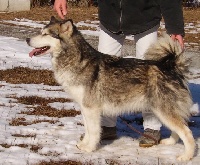 Étalon Alaskan Malamute - Artful dream okkomut des rives du haut Verdon