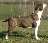 Étalon American Staffordshire Terrier - Lievore's edition ili of fianna kennel