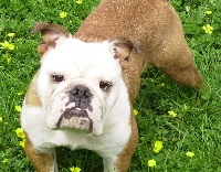 Étalon Bulldog Anglais - Carolane du Domaine de Peyrehaut
