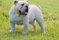 Étalon Bulldog Anglais - Resident bull's Guest ghost