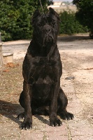 Étalon Cane Corso - CH. Dolores (Sans Affixe)