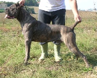 Étalon Cane Corso - Rothorm Jy Dream Oasis