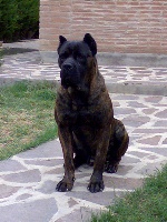 Étalon Cane Corso - Ken (Sans Affixe)