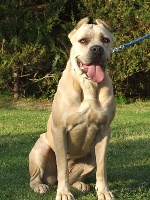 Étalon Cane Corso - Albachiara (Sans Affixe)