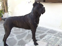 Étalon Cane Corso - Bambola (Sans Affixe)